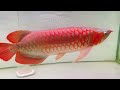 ត្រីនាគក្រហមហ៊ុងស៊ុយ #Red Arowana