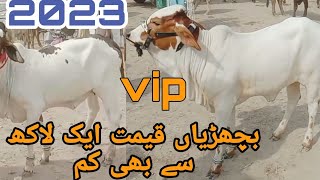 khubsurat bachriya qemat 1 lakh se bi kam | update cow mandi zahir pir 11-8-2022