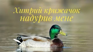 ПОЛЮВАННЯ на ПЕРНАТИХ з підходу на озерах хитрий крижень надурив мене рушниця FABARM H38 LION HUNTER