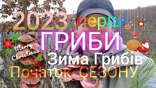 Перші Гриби у 2023. Перше січня. ВІДКРИТТЯ. Грибного сезону. ВПЕРШЕ. Гриби 2023.01.01 mushrooms 🇺🇦