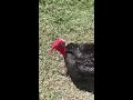 turkey singing pavo cantando