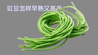 【豇豆种植】种豇豆怎么才能早熟又高产