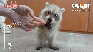 나는 태어난 지 31일 된 라쿤 새끼다 [애니멀봐 나새끼 6호]ㅣI’m A Month Old Baby Raccoon