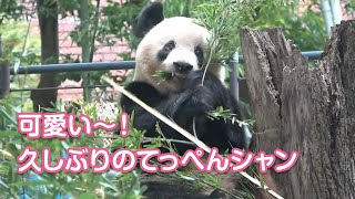 2020/10/16 (1) 可愛すぎる♡久しぶりのてっぺんシャンシャン！　Giant Panda Xiang Xiang