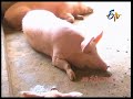 pig farming tips u0026 tricks etv annadata