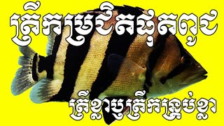 ត្រីខ្លា-ត្រីកន្រ្តប់ខ្លា-ត្រីកម្រជិតផុតពូជ-Mekong Tiger Perch