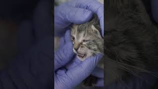 Stray Cat Walks Into a Hospital – What Happened Next Will Amaze You #cat #pets #kitten #heartwarming