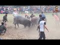 पिंपळवाडी रेड्यांची झुंज स्पर्धा २५ १२ २०२३ bullfightmaharashtra bullfightgoa झुंज