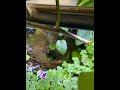 *live* feeding african butterfly fish🦋 🪲 homemade home diy