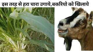 ye hara chara lgao bakriya bharpet khayegi|#greenfolder #greencrop #greengrass #Vimalumrao