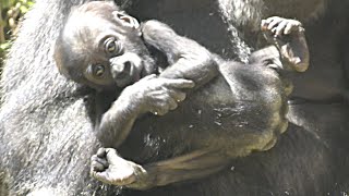 [Gorilla 1-minute video # 51] Take a look at my baby 💗 Gorilla Genki [Kyoto city zoo]