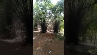 Amirthi zoological park | very dark forest