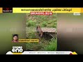 തോട്ടിൽ വീണ പുലിയെ വലയിലാക്കി വനംവകുപ്പ് ഉദ്യോഗസ്ഥർ പുലി അവശനിലയിൽ