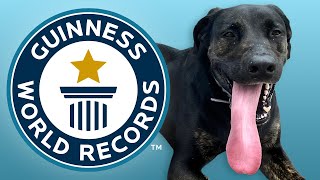 Longest Tongue on a Dog - Guinness World Records