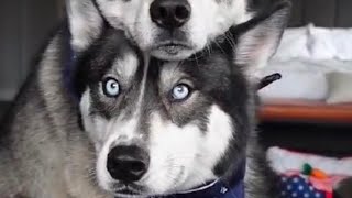 Husky dogs are super dogs / husky dogs the cute one/ husky dogs