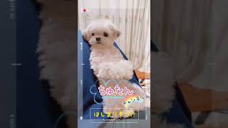 【きゅんです】ちょうだいが控え気味なチワマルアッシュ🐾#shorts #dog #犬 #癒し