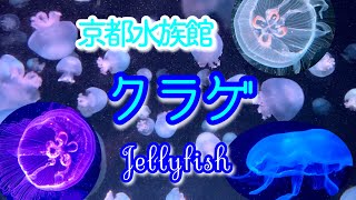 【水族館 行った気分になれる⁈】京都水族館のクラゲの世界（クラゲワンダー）/ KYOTO AQUARIUM Jellyfish Wonders