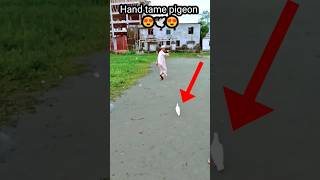 Hand tame pigeon 😱😱 #kabutarbazi #statusvideo #subscribe #shorts #viral