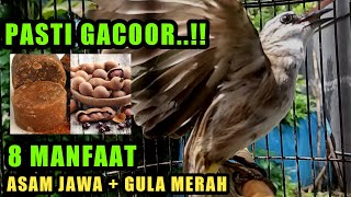 8 Manfaat Asam Jawa Gula Merah Untuk Burung Trucukan