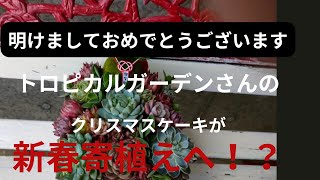 【Vlog20多肉植物】2023，1挿入曲入れ替えで心機一転！新春寄せ植えしてみた