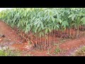 rubber tree nursery fields banlung city ratanakiri province cambodia