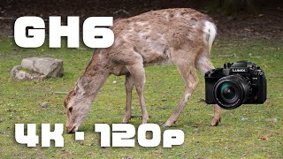 奈良公園の鹿をPanasonic GH6の4K120pで撮影