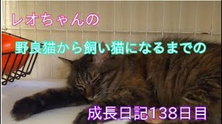 スターどっきりマル秘報告 レオちゃんの野良猫から飼い猫になるまでの成長日記138日目