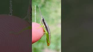 Gaudy Grasshopper° Pyrgomorphs(Orthacridinae)— #shorts #grasshopper #gaudygrasshopper #asmr #insects