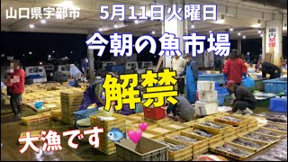 【大漁】【解禁】【魚市場】今朝の魚市場5月11日火曜日の水揚げ状況！