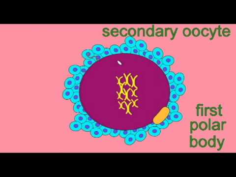 What is the fate of the polar body?