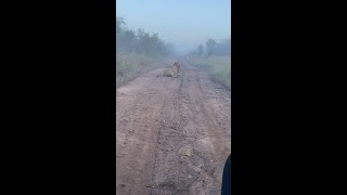 Roaring Lion...morning safari @ Ngala Game Reserve