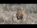 African Safari (Makalali Game Reserve)