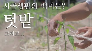 서울에서 강원도로 귀촌한 그의 텃밭 이야기 🌶 고추가 주인공