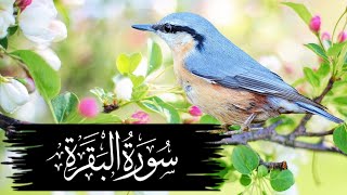 Surah Al Baqarah Full (سورة البقره) HEART TOUCHING RECITATION |Surah baqara
