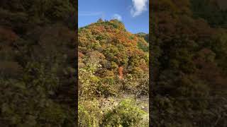 【岐阜】ワイドビューひだの車窓から紅葉【下呂駅-高山駅】