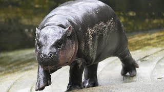 Viral baby hippo correctly predicts US election result