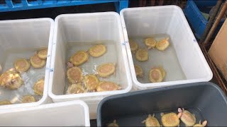 大量アルビノミドリガメ Albino Red-eared sliders....