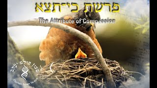 Parashat Ki Teitzei: The Attribute of Compassion