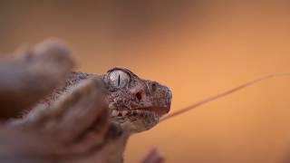 Tiger Rattlesnake