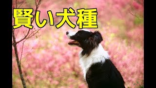 【愛犬のための知識】賢い犬種【犬を知る】