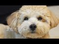 犬を愛する飼い主と飼い主を愛する犬のイチャイチャナイトルーティン【6.5kgでかマルプー】