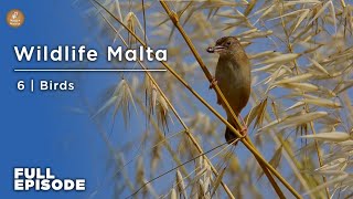 6 Full Episode | Birds | Natura Maltija | Wildlife Malta (Season 2)