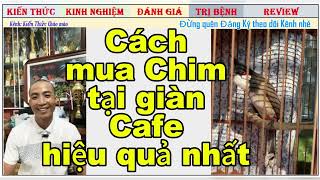 Kinh nghiệm mua Chim chào mào 