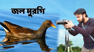 Common Moorhen Bird | জল মুরগি পাখি | Jal Murgi | Documentary @wildindiamit​