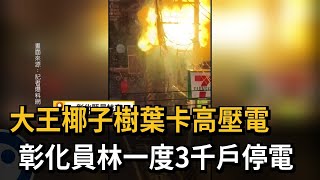 大王椰子樹葉卡高壓電　彰化員林一度3千戶停電－民視新聞