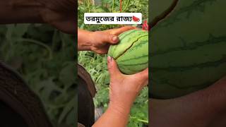 তরমুজের রাজ্যে #fruit #tiktok #watermelon #drone #shorts #trending #viralvideo #cartoon #cute #cat