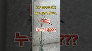 도시에서 자란 제가 알던 고추잠자리는 진짜 고추잠자리가 아니였네요 #shorts #고추잠자리