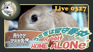 【 Live! 】ウサギは留守番中 0327　2020年5月15日