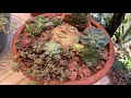 succulent garden in july what does tnr mean