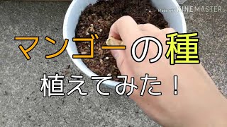 マンゴーの種を植えてみる！